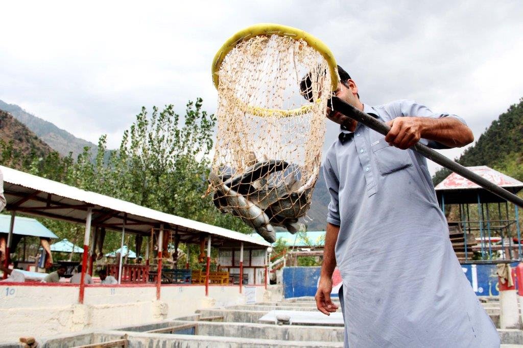 Let us eat Swat trout fish | Morning Post