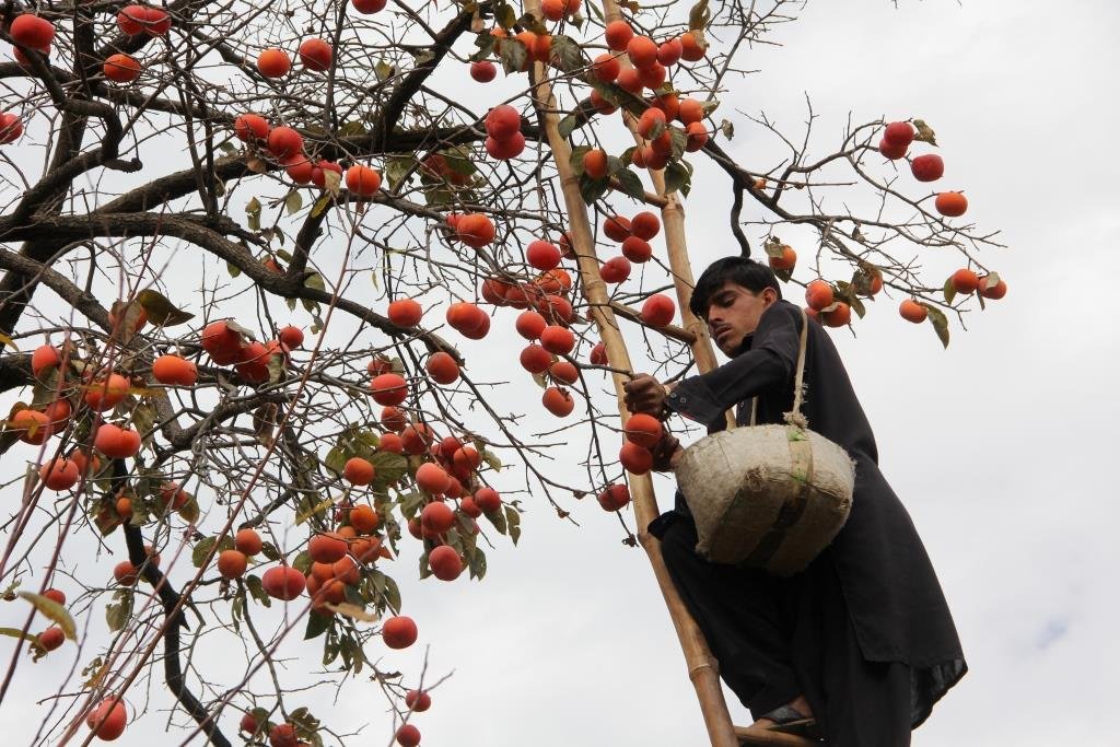 Farmers in Swat enjoy high income for their dried red persimmons