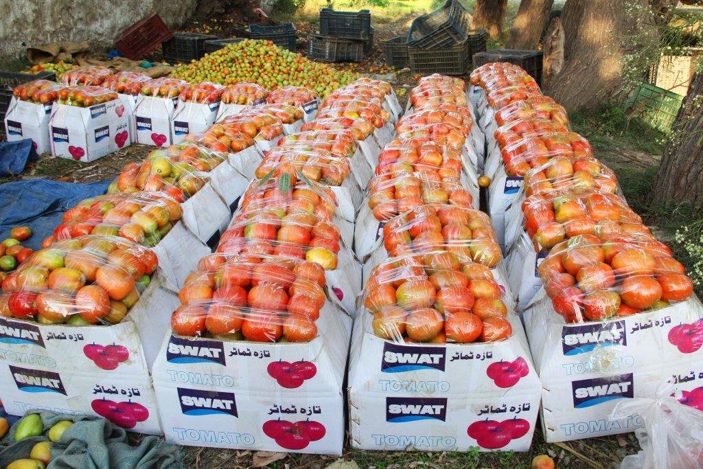 Swat’s booming tomato crop