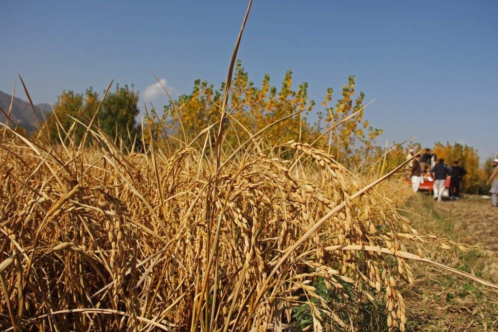 Begum Rice Popular Begamai rice named after its introducer in Swat | Morning Post