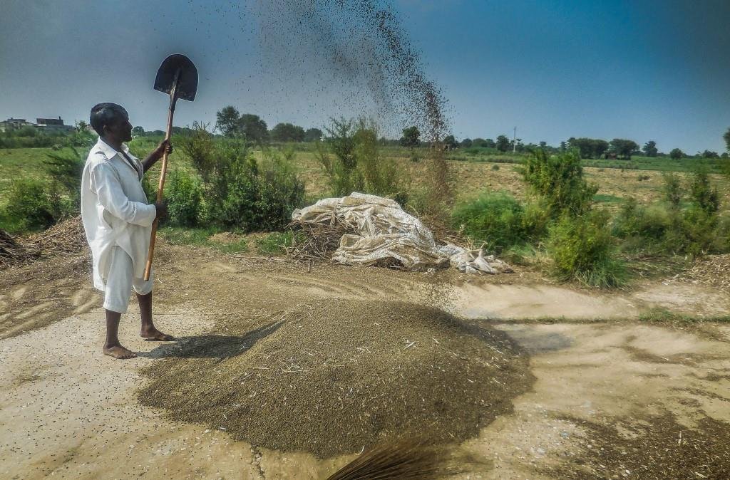 Comprehensive seed value chain developed by World Vegetable Center