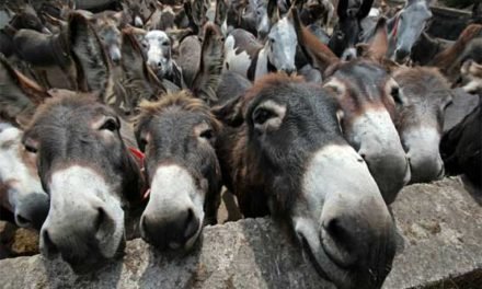 خیبر پختونخوا کی حکومت کا صوبے میں گدھوں کی افزائش کیلئے جامع پالیسی متعارف کرانے کا فیصلہ