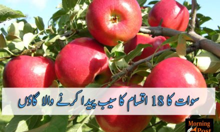 سوات کا 18 اقسام کا سیب پیدا کرنے والا گاؤں