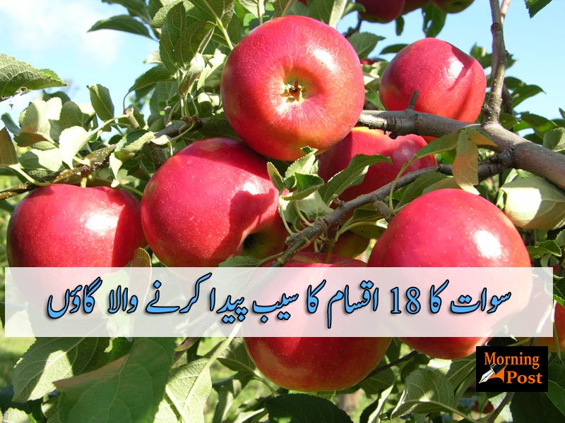 سوات کا 18 اقسام کا سیب پیدا کرنے والا گاؤں
