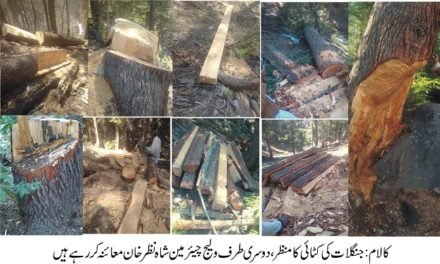 کالام میں جنگلات کی کٹائی عروج پر، مختلف مقامات پر تازہ سینکڑوں درختوں کو کاٹ دیا گیا۔