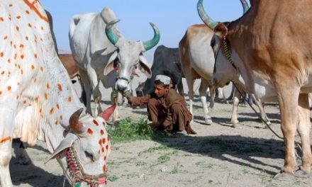سوات کبل گراونڈ میں  زرعی و لائیو سٹاک میلہ مکمل ناکام، لوگوں کی عدم دلچسپی