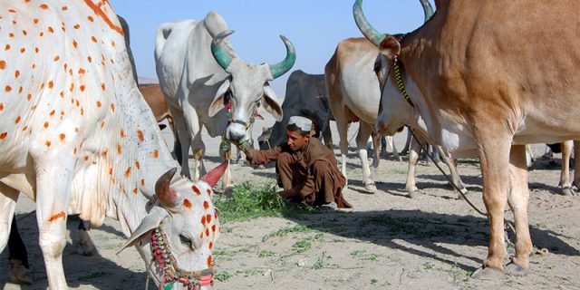 سوات کبل گراونڈ میں زرعی و لائیو سٹاک میلہ مکمل ناکام، لوگوں کی عدم دلچسپی
