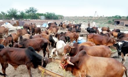 سوات  مویشی پال  حضرات جانورو ں سے زیادہ دودھ اور گوشت حاصل کرنے کے لئے دورجدید طریقوں پر عمل کریں،ڈاکٹر جاوید علی