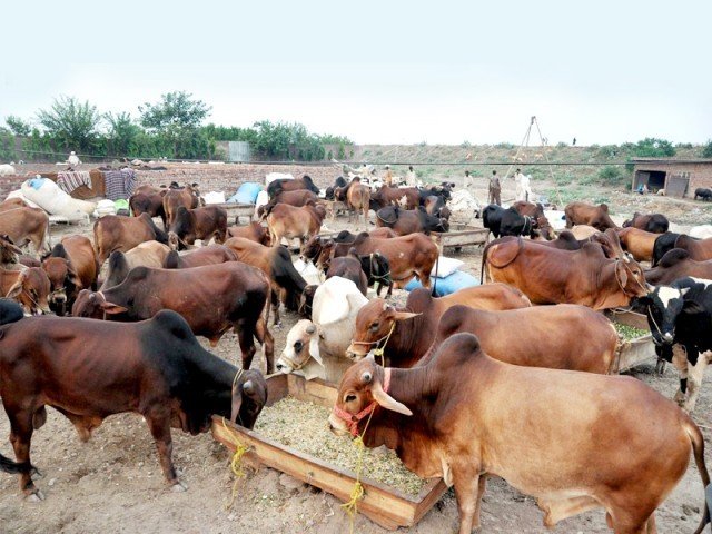سوات مویشی پال حضرات جانورو ں سے زیادہ دودھ اور گوشت حاصل کرنے کے لئے دورجدید طریقوں پر عمل کریں،ڈاکٹر جاوید علی