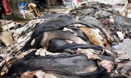 سوات میں قربانی کی کھالیں جمع کرنے اور جانور باہر لے جانے پر پابندی