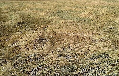سوات، خشک سالی سے کاشتکار متاثر ، اُلوں اور ژالہ باری کے باعث کھڑی فصلیں خراب