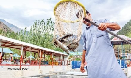 سوات  ٹراؤٹ مچھلی کی افزائش اور خوراک کے حوالے سے مشہور،خصوصی رپورٹ
