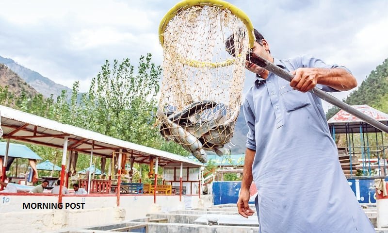 سوات  ٹراؤٹ مچھلی کی افزائش اور خوراک کے حوالے سے مشہور،خصوصی رپورٹ
