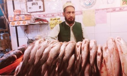 سوات ،سردیوں کی آمد کے ساتھ مینگورہ شہر سمیت مختلف علاقوں  میں مچھلی کی فروخت میں اضافہ ہوگیا