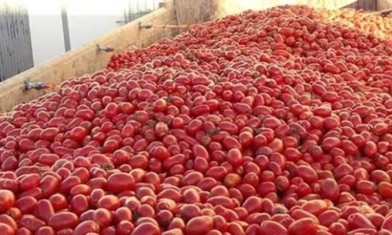 ملک میں ٹماٹر بحران پر قابو پانے کیلئے ایران سے ٹماٹر منگوالئے گئے