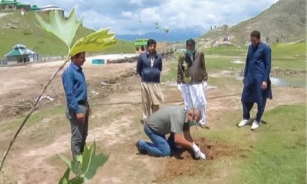 ملم جبہ میں شجر کاری مہم جاری