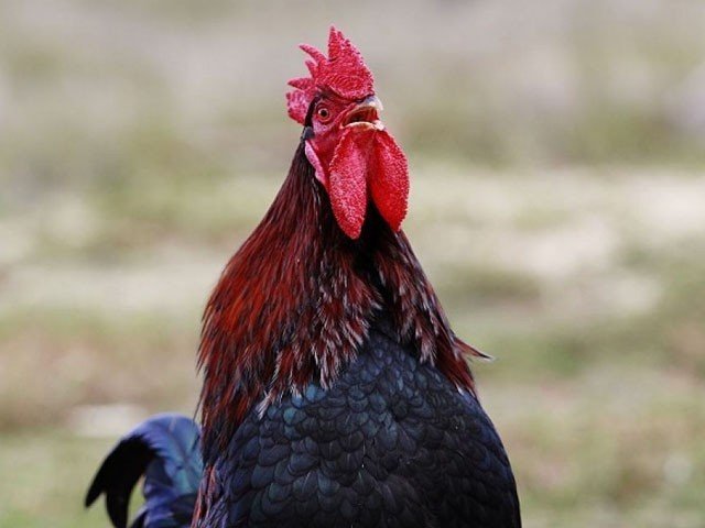 اٹلی میں مرغے کی بانگ پر مالک کو بھاری جرمانہ