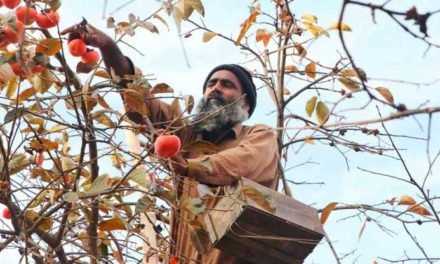 وادی سوات میں  رس بھرے جاپانی پھل (سرخ املوک)کا موسم اپنے عروج پر
