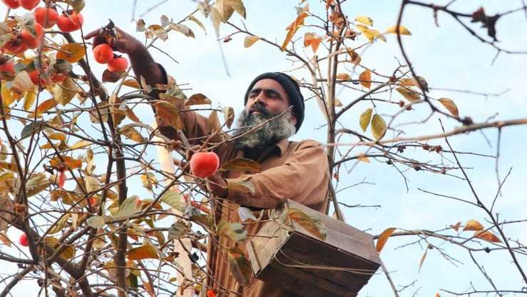 پھلوں کی وادی سوات میں سیزن کا آخری پھل املوک تیار