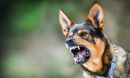 کتے کچھ افراد کو دیکھ کر فوری طور پر غرانے یا بھونکنے کیوں لگتے ہیں ؟