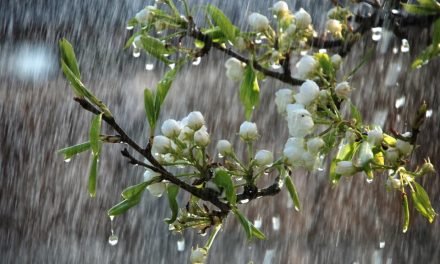سوات میں موسم بہار کی بارش سے موسم خوشگوار ہوگیا