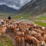 خیبر پختون خوا میں 800 سے زائد بھیڑ کی نسلیں اور ان کی تاریخ