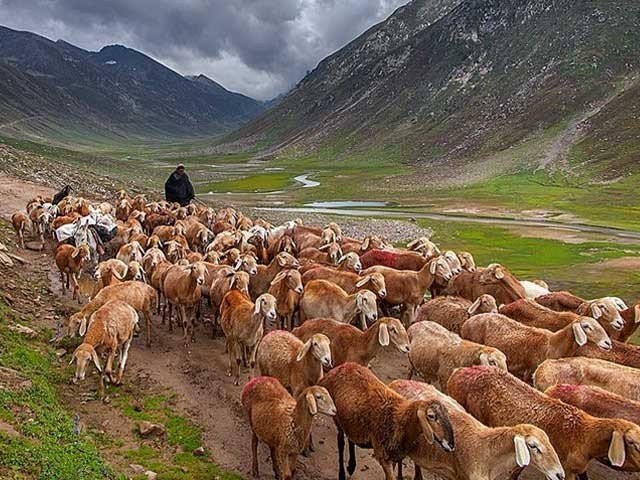 خیبر پختون خوا میں 800 سے زائد بھیڑ کی نسلیں اور ان کی تاریخ