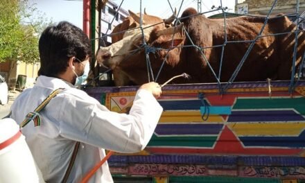 گزشتہ24 گھنٹوں میں خیبرپختونخوا میں لمپی سکن بیماری سے مزید60 جانور ہلاک