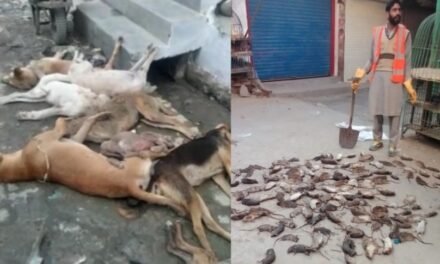 مینگورہ شہر میں چوہوں اور آوارہ کتوں کے خاتمہ کیلئے خصوصی مہم جاری