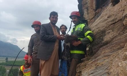 سوات،چینو گانو کی پہاڑی میں بارش کے باعث پھنسی بکری کو ریسکیو کرلیا گیا