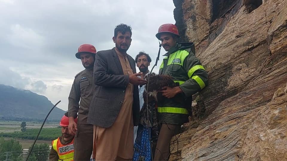 سوات،چینو گانو کی پہاڑی میں بارش کے باعث پھنسی بکری کو ریسکیو کرلیا گیا