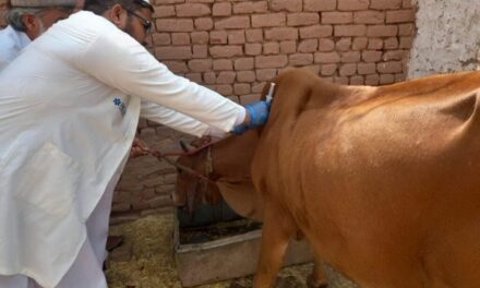 لمپی سکن بیماری کی روک تھام کیلئے مویشیوں کو لگائی جانےوالی ویکسین کی نگرانی کا فیصلہ