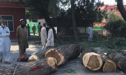 سیدو شریف ہسپتال , محکمہ جنگلات اور ہسپتال عملہ کی ملی بھگت سے درجنوں درخت کاٹ دیئے گئے